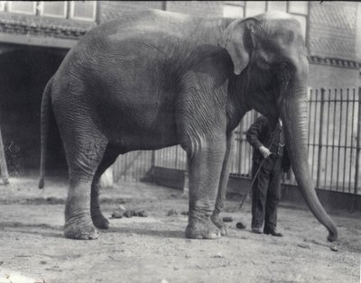 Éléphant indien, Assam Lukhi, avec gardien au zoo de Londres, avril 1914 - Frederick William Bond